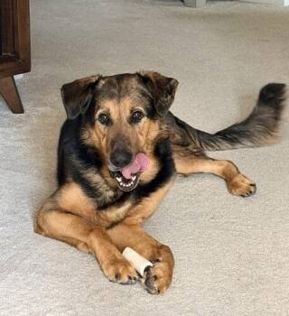 German Shepherd Dog and Catahoula Leopard Dog Dogs Available for Adoption in Fishers, Indiana - Loki | PetCurious