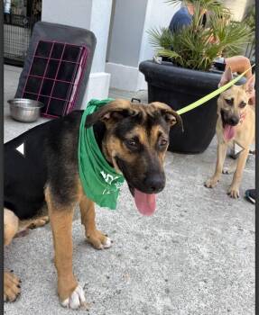 HUNTLEY -  German Shepherd Dog Dog for Adoption in Thompson, Pennsylvania - HUNTLEY | PetCurious