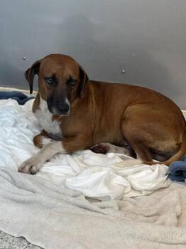 Rescue Labrador Retriever and Mixed Breed Dogs for Adoption in Brunswick, Georgia - CASTLE | PetCurious