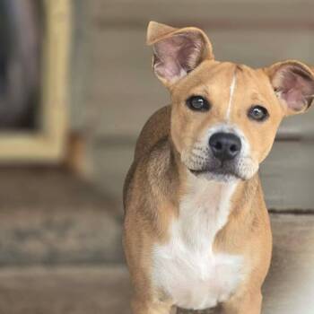 Lillian -  Mixed Breed Dog for Adoption in Kempner, Texas - Lillian | PetCurious