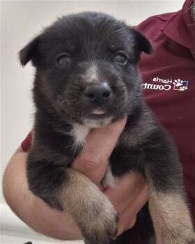 A659308 -  German Shepherd Dog Dog for Adoption in Houston, Texas - A659308 | PetCurious