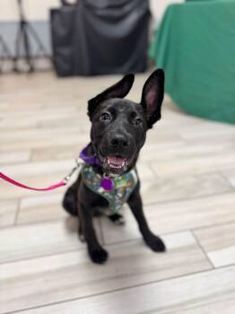 Xena -  Shepherd Dog for Adoption in Avondale, Pennsylvania - Xena | PetCurious