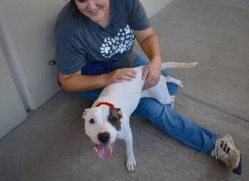 Cupcake -  Mixed Breed Dog for Adoption in Mckinney, Texas - Cupcake | PetCurious