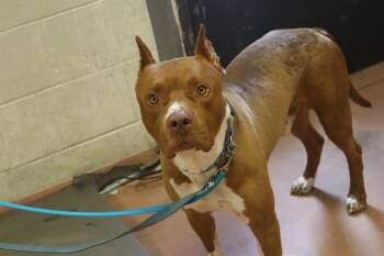 DEXTER -  Mixed Breed Dog for Adoption in Columbia, South Carolina - DEXTER | PetCurious
