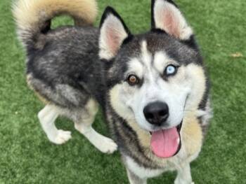 Rescue Siberian Husky Dogs for Adoption in Palo Alto, California - HAPPY FEET | PetCurious