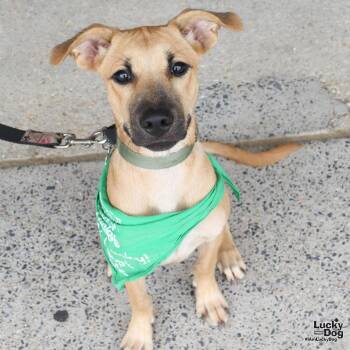 Lucy Drew -  Shepherd and Retriever Dog for Adoption in Washington, District Of Columbia - Lucy Drew | PetCurious
