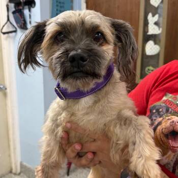Nathan -  Shih Tzu and Mixed Breed Dog for Adoption in Sunrise, Florida - Nathan | PetCurious