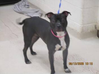 Pearl(20) -  Pit Bull Terrier Dog for Adoption in Marietta, Georgia - Pearl(20) | PetCurious