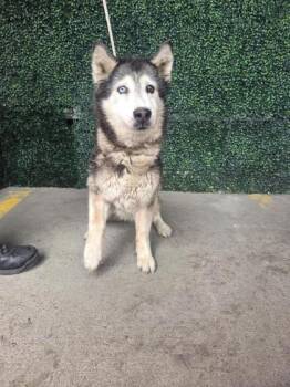 Osa -  Siberian Husky and Mixed Breed Dog for Adoption in El Paso, Texas - Osa | PetCurious