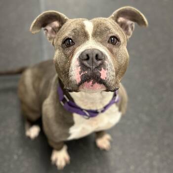 Mixed Breed Dogs Available for Adoption - Diamond | PetCurious