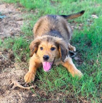 Mr. Edwards -  Golden Retriever and Labrador Retriever Dog for Adoption in Trenton, New Jersey - Mr. Edwards | PetCurious