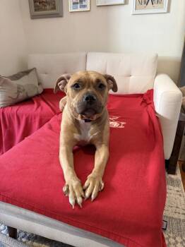 Mixed Breed Dogs Available for Adoption - Goldie-Barks | PetCurious