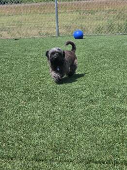 Angus -  Shih Tzu and Mixed Breed Dog Available for Adoption in Jackson, Tennessee - Angus | PetCurious