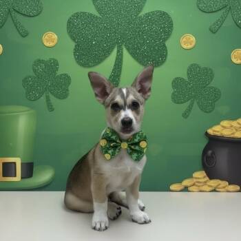 Pembroke Welsh Corgi and Mixed Breed Dogs Available for Adoption - Toby | PetCurious