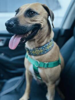 Black Mouth Cur Dogs Available for Adoption - Brynn | PetCurious