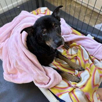 Shepherd and Mixed Breed Dogs Available for Adoption in Kerrville, Texas - Buddy | PetCurious