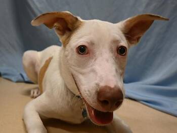Chai -  Pit Bull Terrier Dog for Adoption in Portland, Oregon - Chai | PetCurious