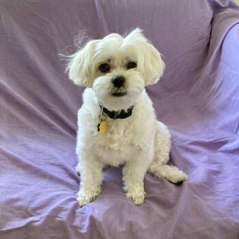 Mabel -  Maltese and Poodle Dog for Adoption in Long Beach, California - Mabel | PetCurious