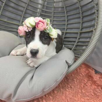 Australian Cattle Dog Blue Heeler Dogs Available for Adoption in Foley, Alabama - Sheila | PetCurious