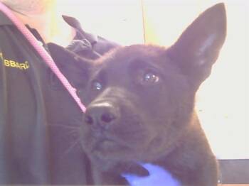 German Shepherd Dog Dogs Available for Adoption in Sacramento, California - BROCK | PetCurious