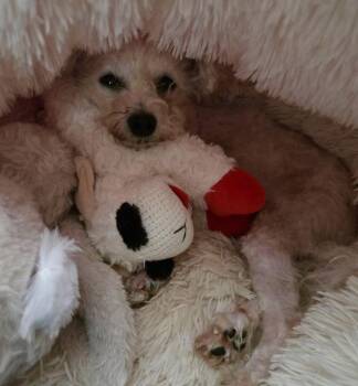 Ms.Lancer -  Yorkshire Terrier and Poodle Dog for Adoption in Nashville, Tennessee - Ms.Lancer | PetCurious