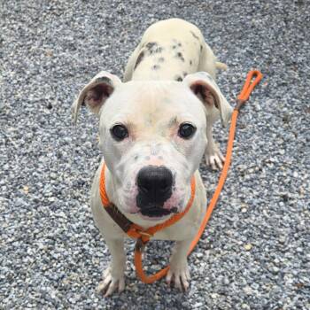 Perdita -  Mixed Breed and Pit Bull Terrier Dog for Adoption in York, Pennsylvania - Perdita | PetCurious