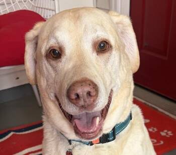 Marshall 11 -  Yellow Labrador Retriever Dog for Adoption in Killingworth, Connecticut - Marshall 11 | PetCurious