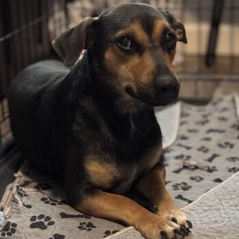 Mixed Breed Dogs Available for Adoption - Harley Davidson | PetCurious