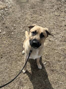 Rescue German Shepherd Dog Dogs for Adoption in Anoka, Minnesota - Tucker-I25007 | PetCurious