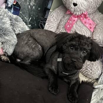 Shih Tzu and Poodle Dogs Available for Adoption in Smithfield, North Carolina - Gustavo | PetCurious