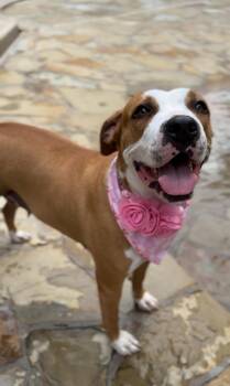 Sasha le Posha. -  Boxer and American Staffordshire Terrier Dog for Adoption in Houston, Texas - Sasha Le Posha. | PetCurious