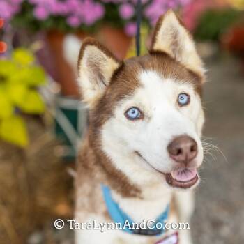 Rescue Husky Dogs for Adoption in Wake Forest, North Carolina - Wynn | PetCurious