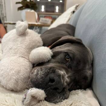 Lucy -  Cane Corso and Mastiff Dog for Adoption in Montville, New Jersey - Lucy | PetCurious