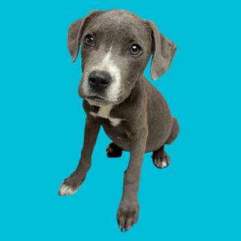 Rescue Pit Bull Terrier Dogs for Adoption in Tuscaloosa, Alabama - TUSC-Stray-82690 | PetCurious