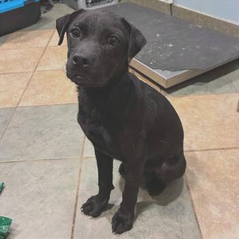 Mixed Breed Dogs Available for Adoption in Chattanooga, Tennessee - Cassie | PetCurious