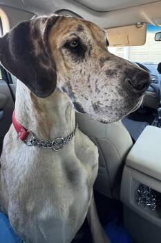 Great Dane Dogs Available for Adoption in Mesa, Arizona - Azalea | PetCurious