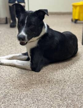 Atlas -  Border Collie Dog for Adoption in Great Bend, Kansas - Atlas | PetCurious