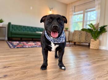 Milo Mini Legs Smiles -  Black Labrador Retriever and Pit Bull Terrier Dog for Adoption in Friendswood, Texas - Milo Mini Legs Smiles | PetCurious