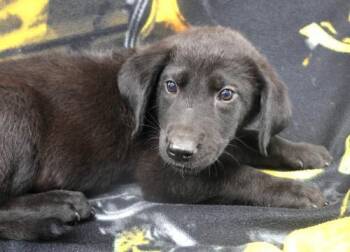 Fred -  Shepherd Dog for Adoption in Thief River Falls, Minnesota - Fred | PetCurious