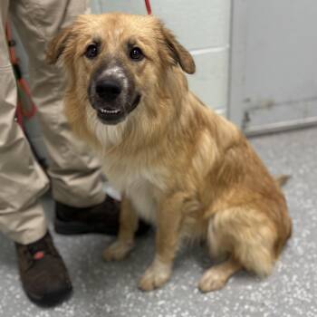 Luke -  Australian Shepherd Dog for Adoption in Bardstown, Kentucky - Luke | PetCurious