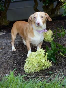 Snowball -  Dachshund Dog for Adoption in Maryville, Tennessee - Snowball | PetCurious