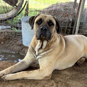 Mufasa -  Mastiff Dog for Adoption in Columbia, South Carolina - Mufasa | PetCurious
