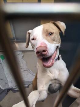 Toky -  Catahoula Leopard Dog and Pit Bull Terrier Dog for Adoption in Bellingham, Washington - Toky | PetCurious