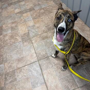 Shepherd and Husky Dogs Available for Adoption in Homer, New York - Polly | PetCurious