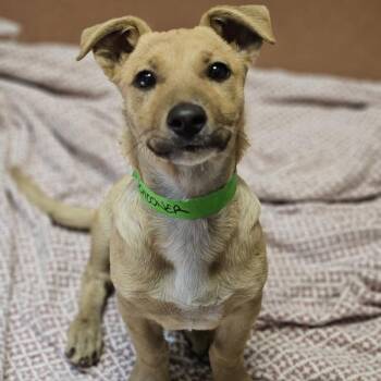 Schooner -  Dachshund and Labrador Retriever Dog for Adoption in Oakland, California - Schooner | PetCurious