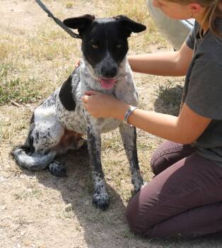 Rescue German Shorthaired Pointer and German Shepherd Dog Dogs for Adoption in Bandera, Texas - Oaks | PetCurious