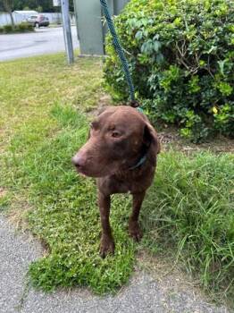 Rex -  Labrador Retriever and Mixed Breed Dog for Adoption in Savannah, Georgia - Rex | PetCurious