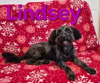 Lindsey -  Schnauzer and Poodle Dog for Adoption - Lindsey | PetCurious
