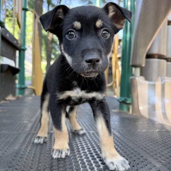Joe -  Beagle and Australian Cattle Dog Blue Heeler Dog for Adoption in Fairfax, Virginia - Joe | PetCurious