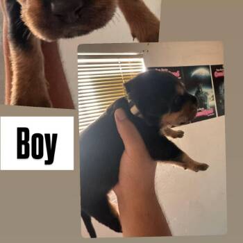 Tan collar boy -  Rottweiler and German Shepherd Dog Dog for Adoption in Phoenix, Arizona - Tan Collar Boy | PetCurious